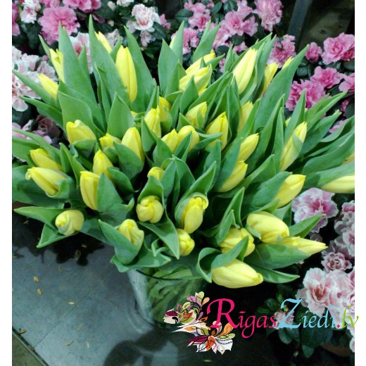 51 dzeltena tulpe